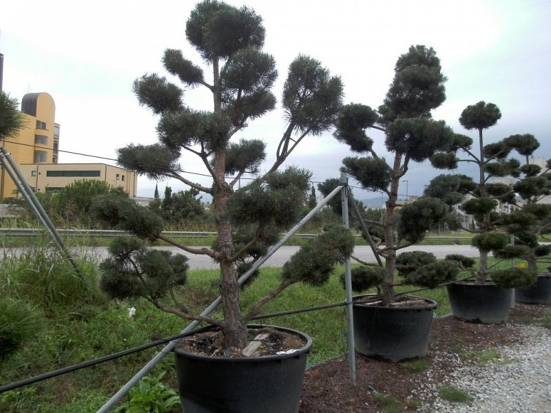 Pinus bonsai