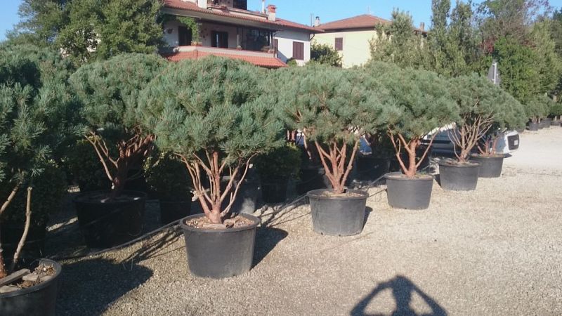 Pinus sylvestris watereri umbrella1