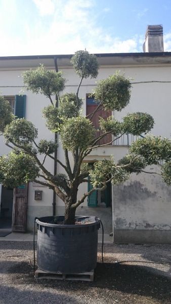Quercusilexpompon