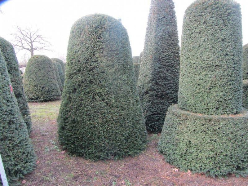 Taxus 260H en 160 diam