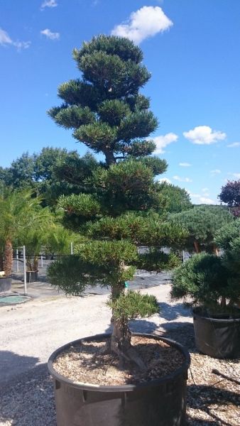 pinus vorm