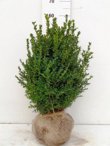 Buxus Sempervirens 50-60 str 40dik