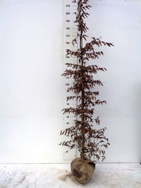 Carpinus Betulus Spil Beveerd 200-225kluit