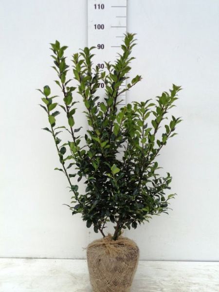 Ilex Mes. Blue Maid 60-80 kl[1]