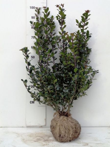 Ilex Mes. Blue Prince 80-100 kl[1]