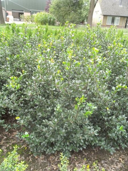 Ilex meservaea assortiment_extra80100