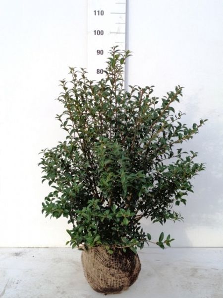 Osmanthus Burkwoodii 60-80 kl[1]