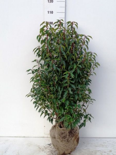 Prunus Lusitanica Angustifolia 80-100 kl[1]