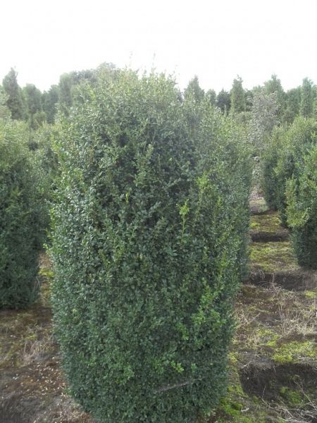 Buxus sempervirens_125150haag