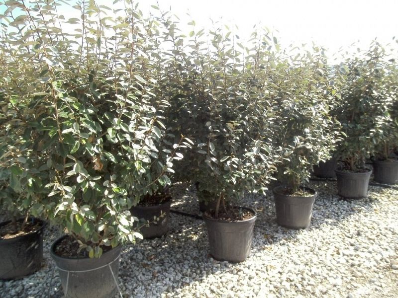 Elaeagnus ebbingei_100125extra