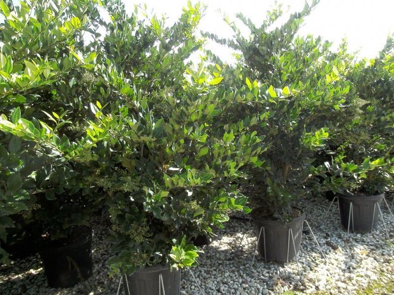 Ligustrum japonicum Texanum_80100extra