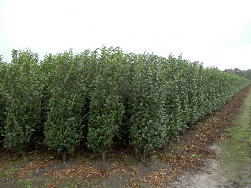 Ligustrum vulgare Atrovirens_150175kluit