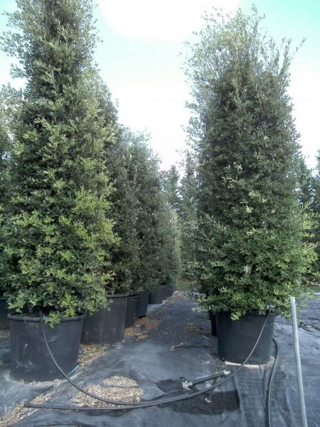 Quercus ilex_350400haag