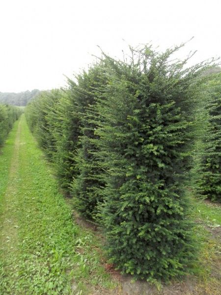 Taxus baccata_175200draadkluitextra