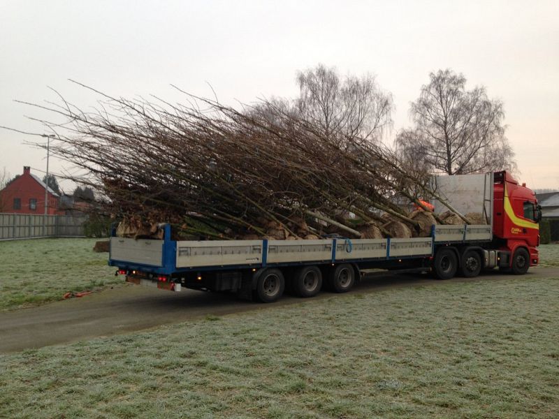 Platanus hispanica -levering Ternat