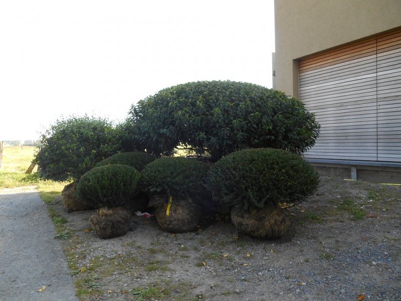 Taxus baccata_Prunus lusitanica