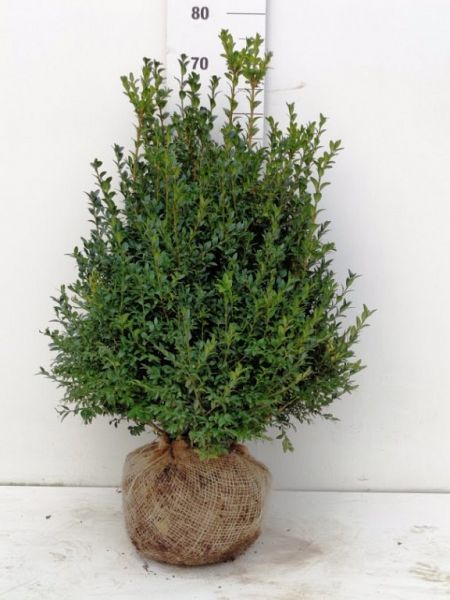 Buxus Sempervirens_60-80_40diam