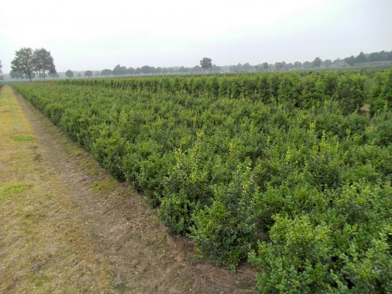 Buxus sempervirens_5060