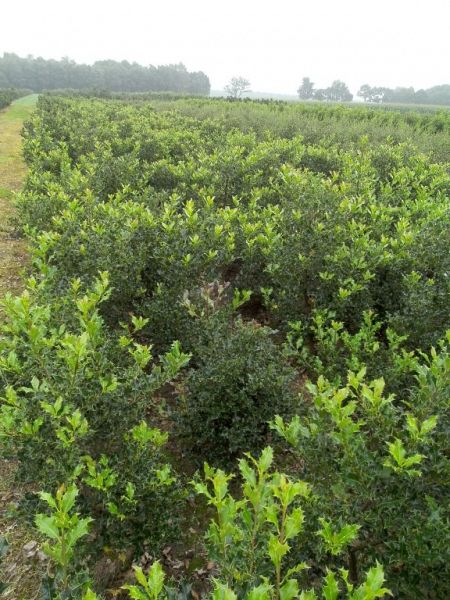 Ilex aquifolium Alaska_80100