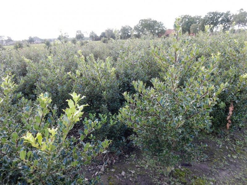 Ilex aquifolium_6080100