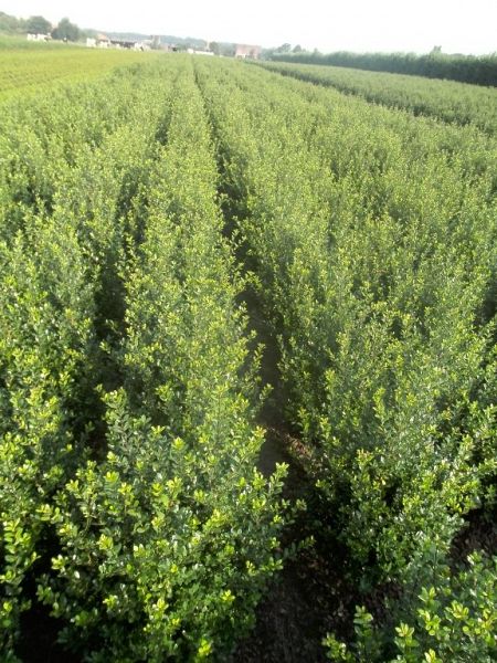 Ilex crenata Dark Green_506080