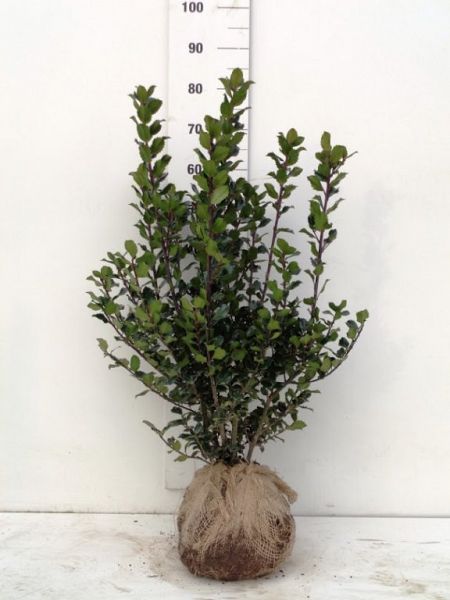 Ilex meservaea Blue Prince_60-80_extra