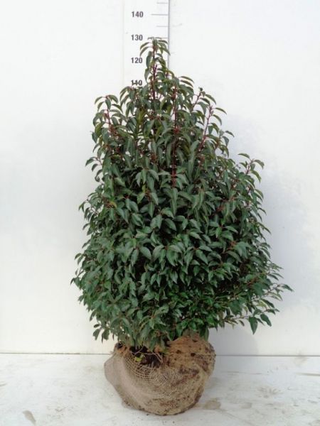 Prunus lusitanica Angustifolia_100-125_diam75