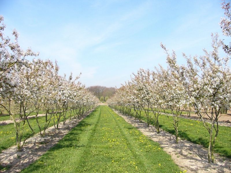 Amelanchier lamarckii Sol  scherm 250-300-350 