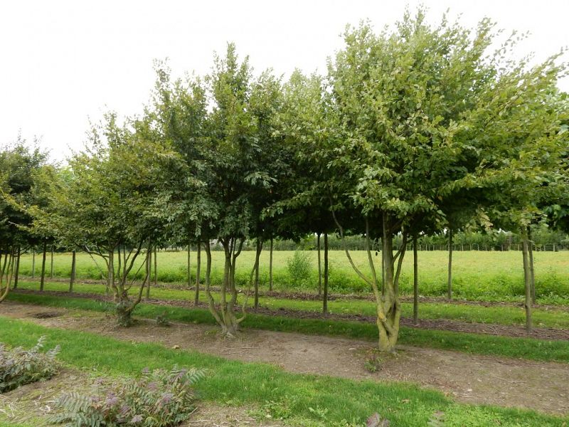 Carpinus betulus_350400extra