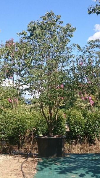 Cornus florida rubra