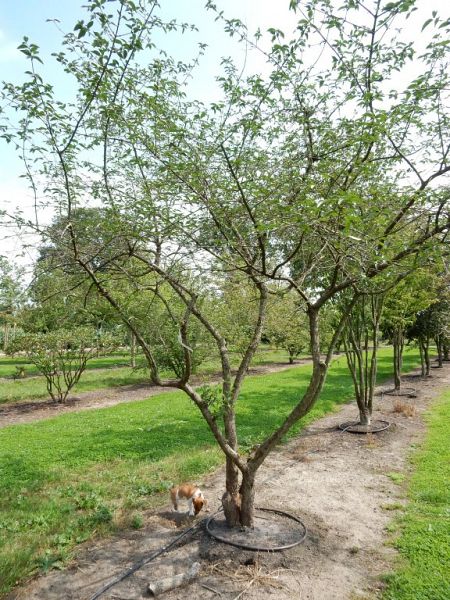 Cornus officinalis_350400extra