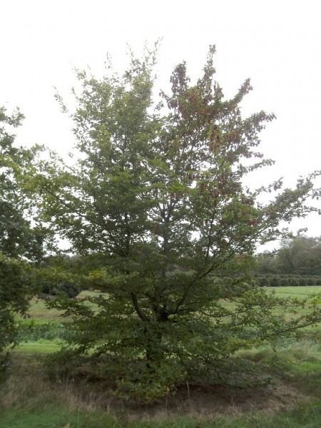 Fagus sylvatica_solitair