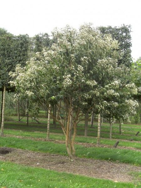 Heptacodium miconioides_300plus