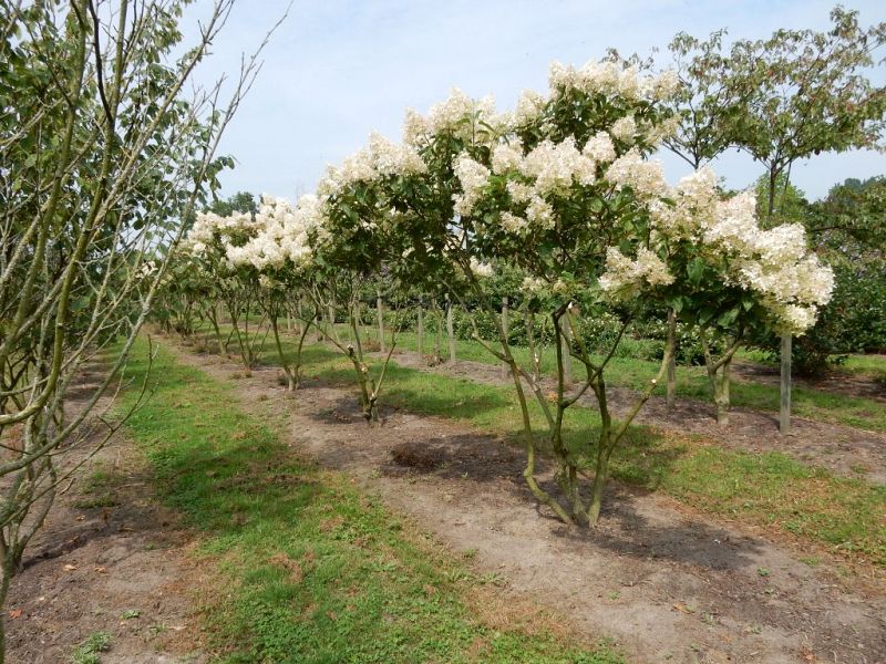 Hydrangea paniculata Grandiflora_200plusextra