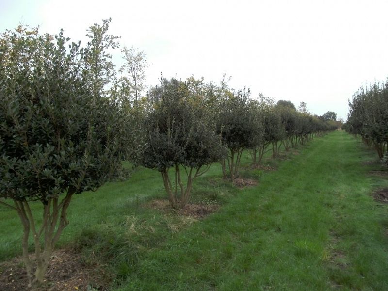 Osmanthus heterophyllus_175200umbrella