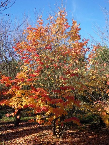 Parrotia persica_500600