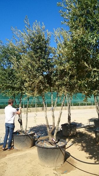 Quercus ilex_multistam