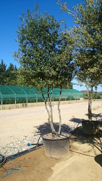 Quercus ilex_1