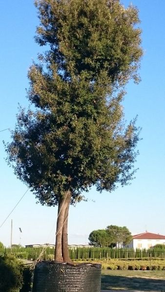 Quercus ilex_10