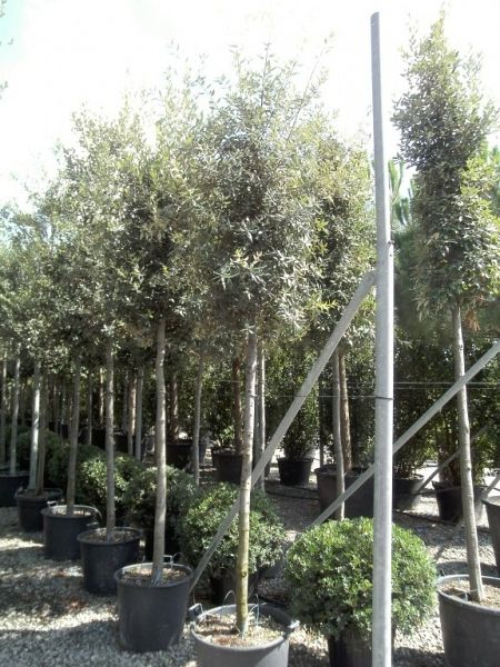 Quercus ilex_1214ho