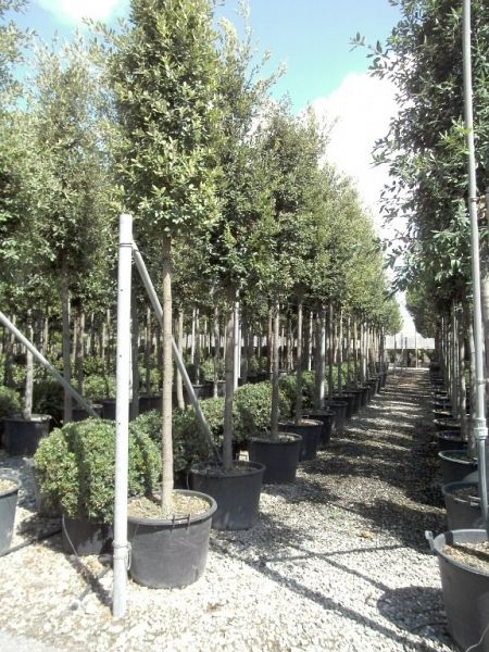 Quercus ilex_141618ho