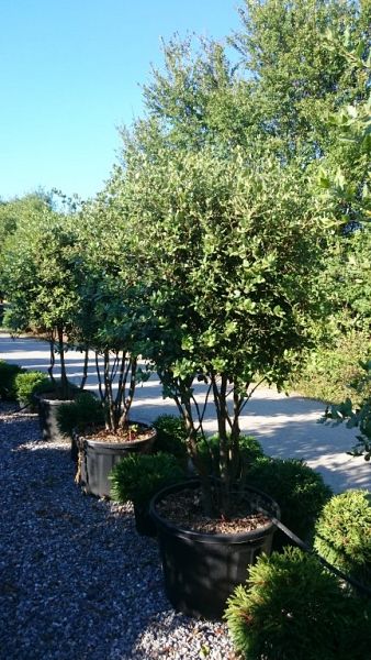 Quercus ilex_175200umbrella