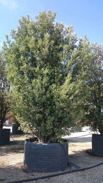 Quercus ilex_2