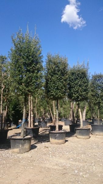 Quercus ilex_2025hoe