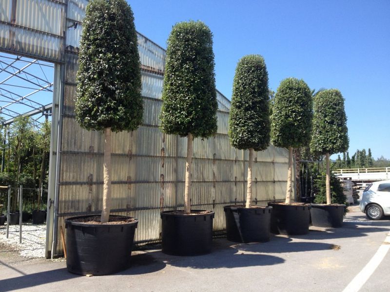 Quercus ilex_2530coneshape