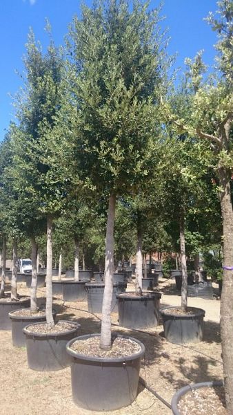 Quercus ilex_2530hoextra