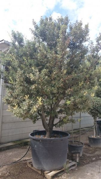 Quercus ilex_4