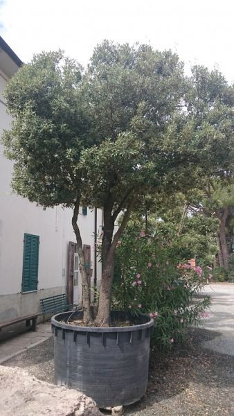 Quercus ilex_5