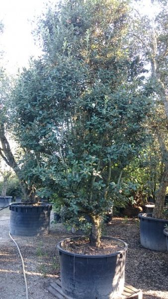 Quercus ilex_9