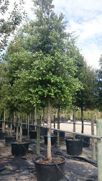 Quercus ilex_freeshape2025ho